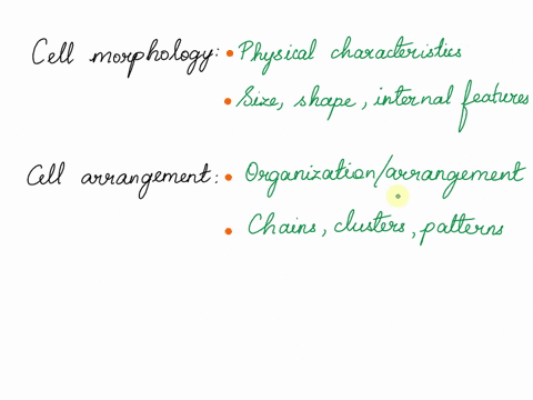 what-is-the-difference-between-cell-morphology-cell-arrangement-and-colony-morphology-53487