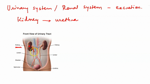 place-the-following-structures-in-the-correct-order-of-urine-flow-from-the-kidney-to-the-exterior-of-the-body-____aureter-____b-urethra-____c-urinary-bladder-83883