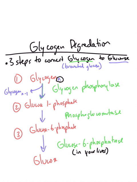 wha-are-the-three-steps-in-glycogen-degradation-and-what-enzymes-catalyze-each-step-38078