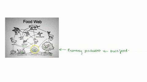 food-web-inithe-food-eb-above-the-mountain-iion-and-the-hawk-are-the-apex-or-top-predators-grass-shrubs-and-trees-are-responsible-for-primary-production-intthis-communicy-arrows-indicate-ene-67462