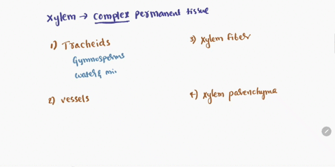 which-are-the-different-types-of-cells-present-in-xylem-tissue-26441