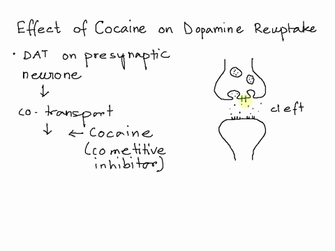 after-release-into-the-synaptic-eft-the-neurotransmitter-dopamine-is-actively-taken-up-by-the-cells-via-specific-dopamine-transporters-the-drug-cocaine-interferes-with-this-process-and-is-th-82267
