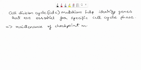cell-division-cycle-cdc-mutations-identify-genes-the-normal-products-of-which-are-required-at-a-particular-phase-of-the-cell-cycle-expressed-at-a-particular-phase-of-the-cell-cycle-required-94107