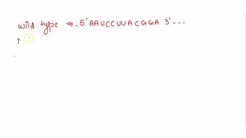 2-what-type-of-mutation-is-depicted-by-the-following-sequences-shown-as-mrna-wild-type-5-aauccuuacgga-3-mutant-5-aauccuacgga-3-63264