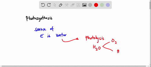 which-one-of-the-following-categories-of-organisms-do-not-evolve-oxygen-during-photosynthesis-a-red-algae-b-photosynthetic-bacteria-c-c4-plants-with-kranz-anatomy-d-blue-green-algae-68745