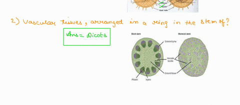 plant-tissues-are-organized-in-different-ways-depending-on-the-region-of-the-plant-and-phylogenetic-grouping-monocots-vs-eudicots-match-the-descriptions-of-how-vascular-tissue-is-arranged-to-04688
