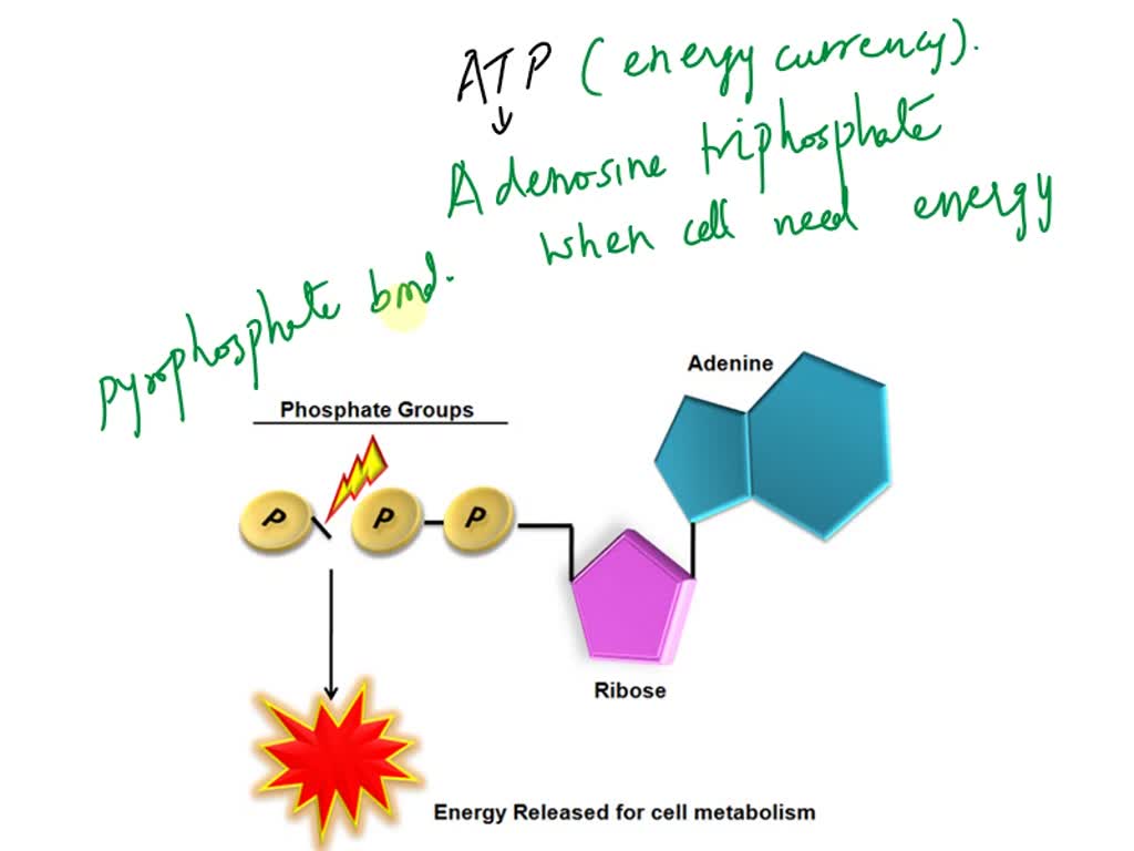 Which part of the adenosine triphosphate molecule is released when it ...