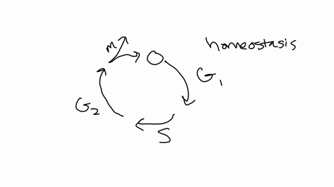 give-an-example-of-a-disease-or-injury-and-explain-how-it-is-an-example-of-the-body-being-outside-of-homeostasis