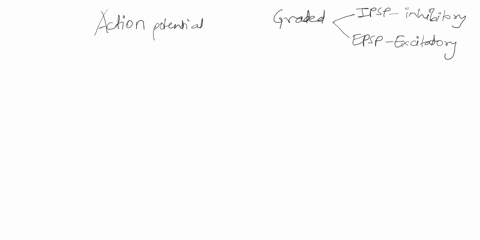 compare-and-contrast-action-potentials-versus-the-2-types-of-graded-potentials-ipsp-epspexplain-in-detail-the-events-of-an-action-potential-28062