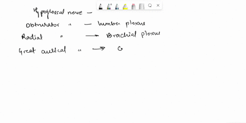 the-plexuses-drag-each-label-into-the-appropriate-category-to-designate-which-plexus-the-given-nerve-merges-into-or-diverges-out-frorm-hypoglossalnerve-obturator-nerve-radlal-nerve-pudendal-55834