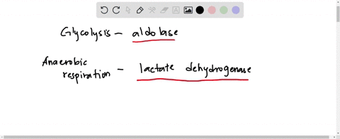 match-each-enzyme-with-its-respective-metabolic-pathway-iglycolysis-aldolase-anaerobic-fermentation-glucose-6-phosphate-dehydrogenase-feeder-pathway-for-glycolysis-pentose-phosphate-pathway-57916