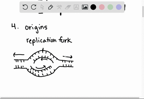 watson-and-crick-determined-that-dna-reproduced-by-a-model-in-which-the-daughter-molecules-contain-of-the-parent-strands-and-synthesized-strand-newly-dna-replication-begins-at-sites-called-f-86018