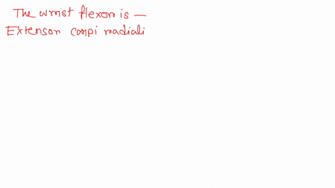 chapter-test-chapter-10-question-13-pan-a-which-of-the-following-is-a-wrist-flexor-biceps-brachii-muscle-anconeus-muscle-extensor-carpi-radialis-longus-muscle-palmaris-longus-muscle-submit-p-85675