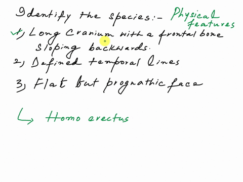 collectivelythe-following-characteristicstraits-refer-to-which-species-longlow-cranium-with-a-frontal-bone-that-slopes-backwards-defined-temporal-lines-flat-but-prognathic-face-with-an-exter-53732