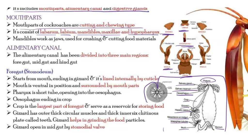 cockroach digestive system