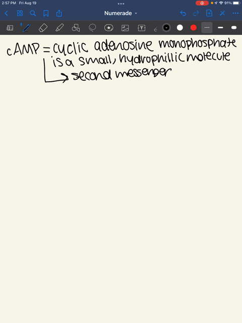 epinephrine-is-a-hormone-that-regulates-cellular-energy-metabolism-to-break-down-glycogen-into-glucose-the-signal-transduction-pathway-involves-the-production-of-camp-if-caffeine-blocks-the-07609