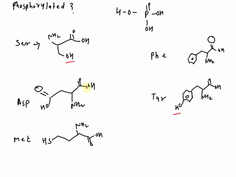 which-of-the-following-amino-acids-can-be-a-phosphoric-acid-ester-you-can-mark-more-than-one-answer-as-well-ser-asp-met-phe-tyr-21448