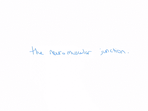 4-the-motor-neurron-and-muscle-fiber-intersect-at-what-is-called-the-excitatory-synapse-the-inhibitory-synapse-the-pre-synaptic-nerve-terminal-the-neuromuscular-junction-check-answer