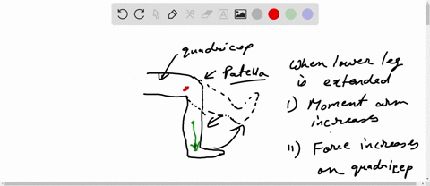 question-1-how-does-the-strength-of-the-force-exerted-by-the-quadriceps-muscle-change-as-the-lower-leg-is-extended-question-2-what-is-the-usefulness-of-a-kneecap