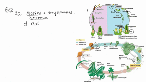 21-each-of-the-following-is-true-about-the-life-cycle-of-the-mosses-except-a-external-water-is-required-for-fertilization-b-flagellated-sperm-are-produced-archegonia-and-antheridia-are-produ-96168
