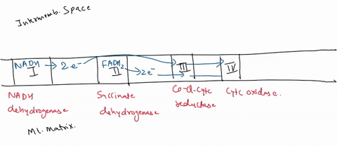 calculate-the-overall-efficiency-of-oxidative-phosphorylation-assuming-standard-conditions-by-comparing-the-free-energy-potentially-available-from-the-oxidation-of-nadh-by-o2-and-the-free-en-24087