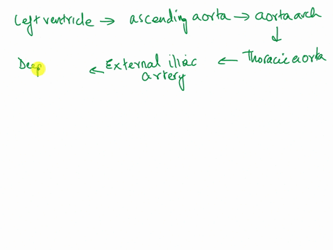 2-trace-the-pathway-of-blood-from-the-left-ventricle-to-a-cell-in-the-right-tibialis-anterior-muscle-and-back-to-the-right-atrium-leftventride-_ascendns-aortic-arch-1-capillary-bed-of-right-36233