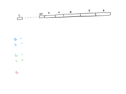 1-the-lac-operon-in-e-coli-comprises-three-structural-genes-lac-z-lacy-and-laca-it-is-regulated-by-both-positive-and-negative-mechanisms-involving-binding-of-both-a-repressor-protein-and-the-21133