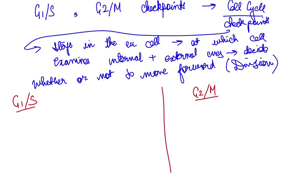 solved-describe-how-p53-functions-to-arrest-cells-in-g1-and-g2-stages