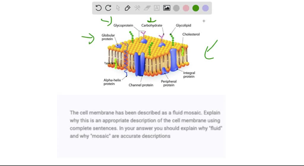 SOLVED The cell membrane has been described as a fluid mosaic. Explain