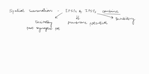 in-spatial-summation-a-repeated-stimuli-cause-new-epsps-to-develop-before-previous-ones-decay-b-dive-10925