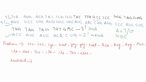 here-is-the-dna-sequence-of-part-of-the-template-strand-for-wildtype-tp53-gene-the-entire-sequence-is-1179-nucleotides-long-this-is-just-a-smallportion-of-it-3-tca-agg-acg-tac-ccg-ccg-tac-tt-01563
