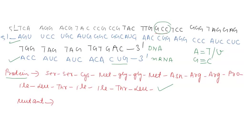 SOLVED: Texts: Here is the DNA sequence of the same part of the ...