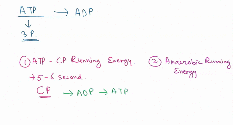list-the-various-sources-of-energy-used-by-a-distance-runner-competing-in-a-marathon-what-fuels-are-used-as-the-race-progresses-what-are-likely-sources-of-the-burst-ofenergy-often-called-the-75827