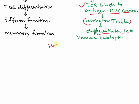explain-the-process-of-cellular-immunity-and-the-role-of-t-cells-04574