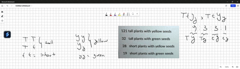 you-set-up-dihybrid-cross-between-two-plants-that-are-tall-and-have-yellow-seeds-both-plants-are-heterozygous-for-both-traits-the-gene-controlling-plant-height-is-the-t-gene-and-it-shows-sim-22934