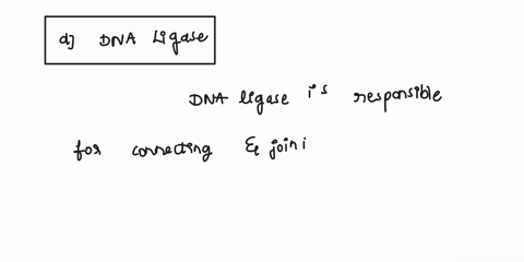 question-8-part-2-dna-replication-what-enzymes-connect-the-ends-of-the-new-dna-strands-after-replication-has-been-complered-rna-primase-b-dna-polymerase-dna-helicase-ddna-ligase-60565