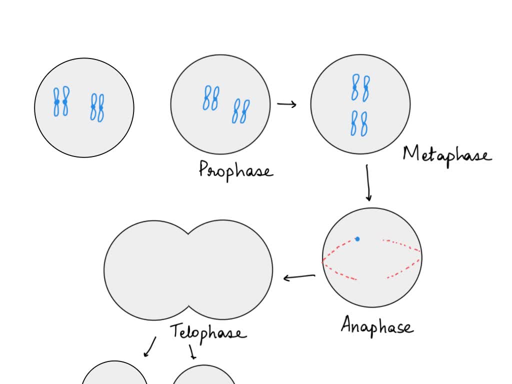 SOLVED: Draw a nucleus with 7 pair of chromosomes before replication ...