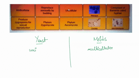 This diagram shows the structure of a multicellular fungus,...