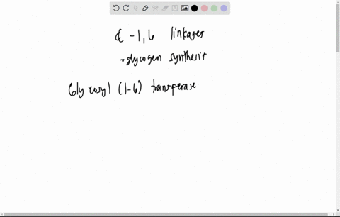 forms-a-16-linkages-during-glycogen-synthesis-what-enzyme-glycosyl-1-6-transferase-glycogen-synthuse-glycogen-synthase-kinase-a-16-glucosidase-galactosyltransferase-77245
