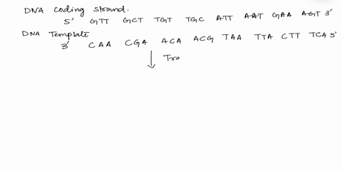 texts-activity-1-dna-and-the-central-dogma-bio-340-activity-1-dna-and-the-central-dogma-name-last-first-complete-dna-coding-5-atggaaaat-jgat-gaa-gagi-gct-3-dna-template-3-5-nucleus-mrna-codo-26262