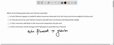 which-of-the-following-describes-actin-filament-assembly-a-actin-filaments-appear-to-treadmill-where-monomers-dissociate-from-the-minus-end-and-are-added-at-the-plus-end-b-if-the-plus-end-of-79427
