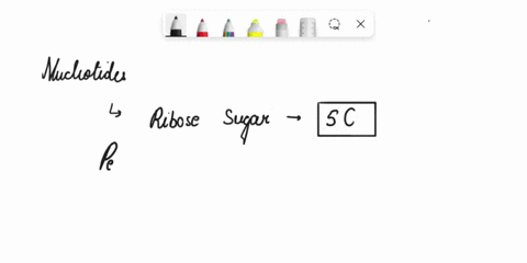 nucleotides-which-are-the-building-blocks-of-nucleic-acids-consist-of-a-phosphate-group-a-nitrogenous-base-and-a-59912