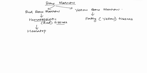 red-bone-marrow-does-not-contain-muiple-choice-yellow-bone-marrow-hemonoletic-issue-white-blcod-cells-red-blood-cells-47238