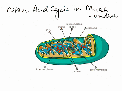 which-part-of-ihe-mitochondrion-shown-below-is-described-as-the-matrix-where-the-citric-acid-cycle-occurs-aualda-aucue-enra-jli-92937