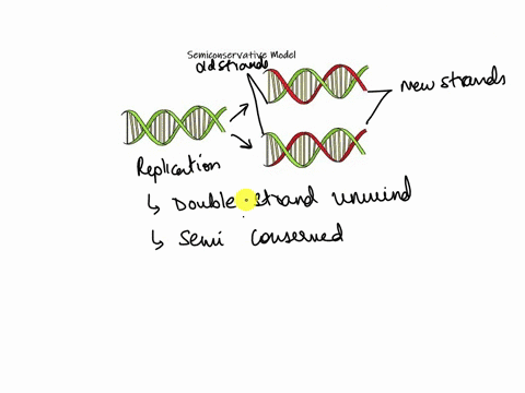 1-a-dna-strand-is-being-replicated-as-indicated-by-the-diagram-below-with-the-black-dots-showing-the-origin-of-replication-use-the-diagram-to-explain-the-semi-conservative-process-of-dna-rep-07153