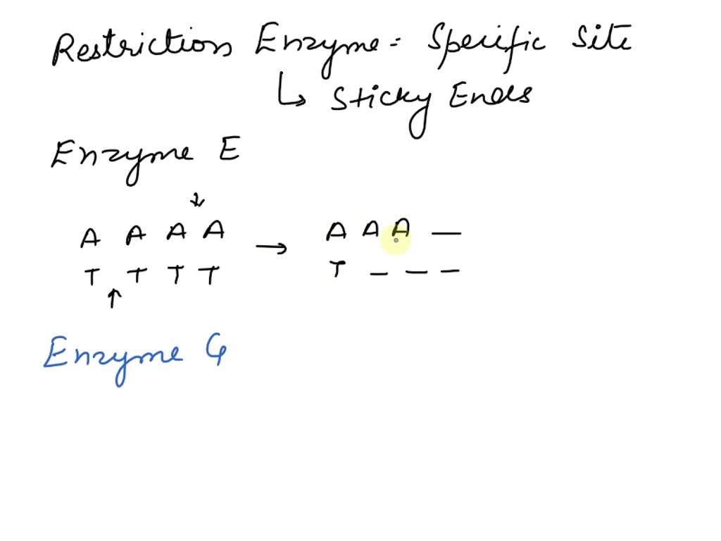 Solved Consider The Following Restriction Enzymes Which Cut At The Positions Indicated By 9114