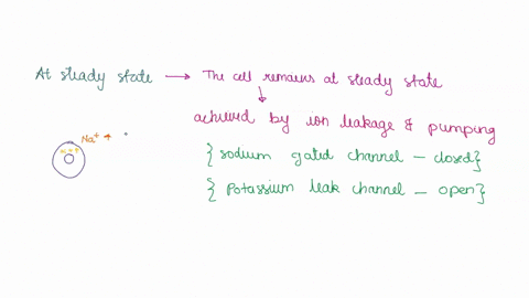 describe-the-distribution-of-ions-in-and-around-a-neuron-when-that-neuron-is-at-rest-and-also-describe-the-physical-forces-that-are-maintaining-this-distribution-of-ions-and-the-resting-pote-10475