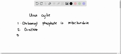 arrange-the-urea-cycle-intermediates-in-order-starting-with-the-intermediate-that-accepts-a-carbamoyl-group-carbamoyl-phosphate-in-mitochondria-urea-exits-the-cycle-answer-bank-arginine-orni-19794