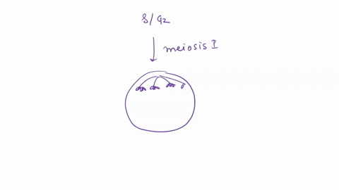question-3-nondisjunction-results-in-an-uneven-distribution-of-chromosomes-during-cell-replication-if-nondisjunction-occurs-during-meiosis-the-homologous-chromosomes-do-not-separate-if-nondi-69009