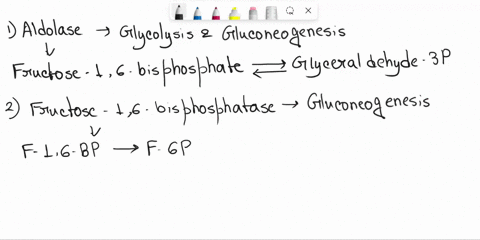 in-the-cori-cycle-when-glucose-is-degraded-by-glycolysis-t0-lactate-in-muscle-the-lactate-is-excreted-into-the-blood-and-returns-t0-the-liver-in-the-liver-lactate-is-converted-back-into-gluc-92913
